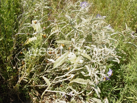 nightshade, silverleaf